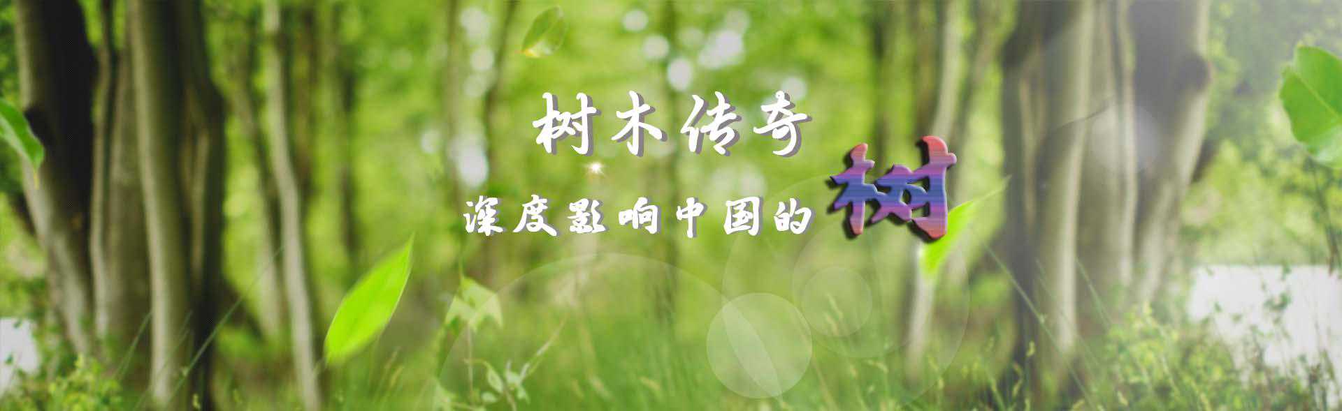 【树木传奇•深度影响中国的树】傲骨挺立天地间——松树